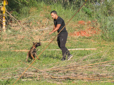 Cães policiais: nariz de 300 milhões estratégico em Brasília