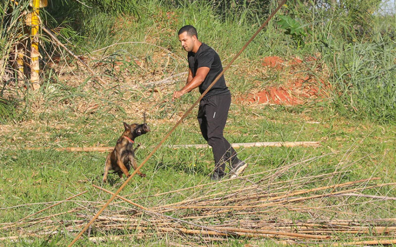 Cães policiais: nariz de 300 milhões estratégico em Brasília