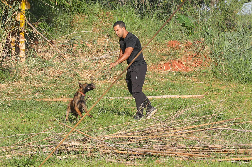 Cães policiais: nariz de 300 milhões estratégico em Brasília