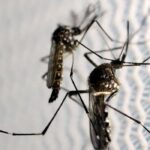 Butantan autorizado a fabricar vacina contra chikungunya