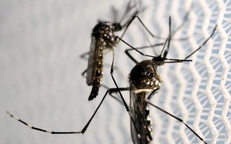 Butantan autorizado a fabricar vacina contra chikungunya