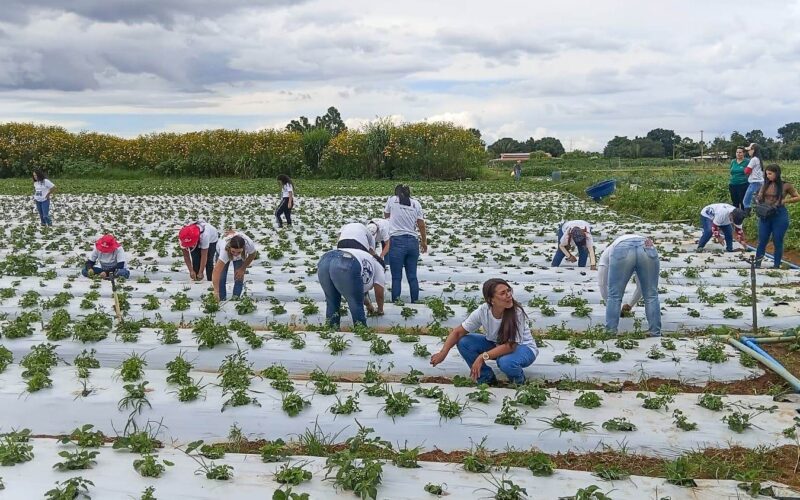 Mulheres do Campo: mais 100 certificadas em Brazlândia