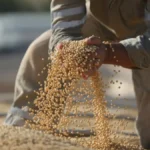 IBGE projeta safra recorde de 350,4 mi de t em 2026